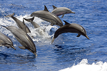 Seven spinner dolphin (Stenella longirostris) leaps into the air at the same time, Hawaii, United States of America, Pacific, North America