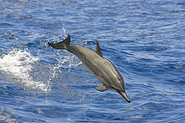 A spinner dolphin (Stenella longirostris) leaps into the air, Hawaii, United States of America, Pacific, North America