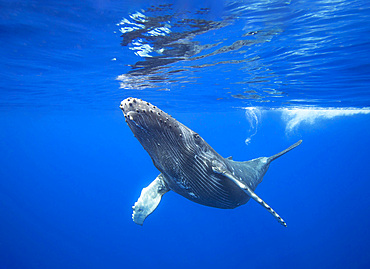 Humpback whale (Megaptera novaeangliae), underwater, Hawaii, United States of America, Pacific, North America