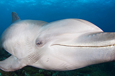 Atlantic bottlenose dolphin (Tursiops truncatus), Curacao, Netherlands Antilles, Caribbean, Central America