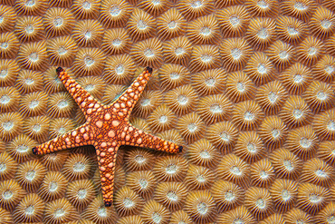 A marble starfish (elegant starfish) (Fromia elegans), on hard coral, Fiji, South Pacific, Pacific