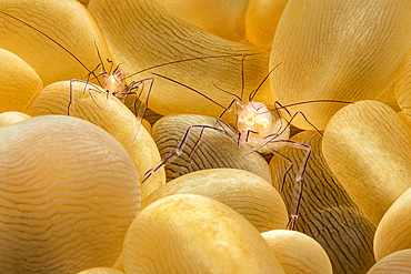 Bubble coral shrimp (Vir philippinensis) on bubble coral (Plerogyra sp.), Philippines, Southeast Asia, Asia