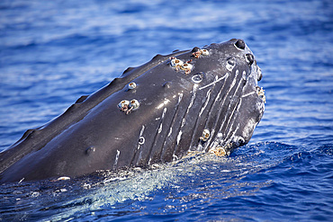 Barnacles attached to the chin of a humpback whale (Megaptera novaeangliae), United States of America, Pacific, North America