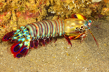 A mantis shrimp (Odontodactylus scyllarus), Cebu, Philippines, Southeast Asia, Asia