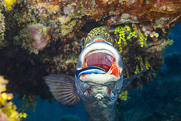 A bluestreak cleaner wrasse searching the mouth of a clown sweetlips for parasites, Yap, Micronesia, Pacific