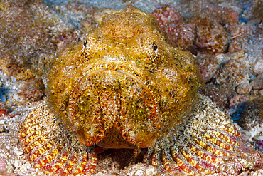 Close-up of a devil scorpionfish (Scorpaenopsis diabolus), Hawaii, United States of America, Pacific, North America