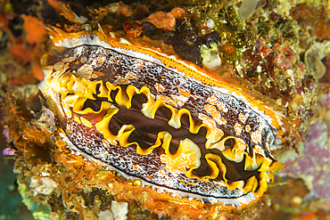 Mantle detail on a spondylus (Thorny Oyster shell) (Spondylus varians), Philippines, Southeast Asia, Asia