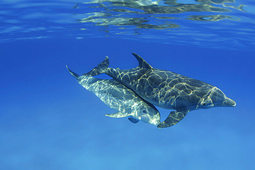 A mother and juvenile Atlantic Bottlenose Dolphin (Tursiops truncatus), in the Bahama Banks, Bahamas, Central America