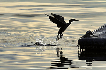 The silhouette of a Double-Crested Cormorant is seen flying up onto a floating dock in the Raritan Bay in Perth Amboy, New Jersey. The lighting is beautiful as it was shortly after sunrise.