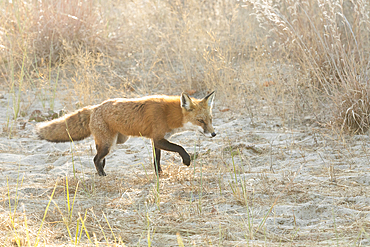 A Red Fox walks through the sand shortly before sunset on Sandy Hook, part of the Gateway National Recreation Area, a US National Park. Sandy Hook is a barrier peninsula on the Atlantic Ocean.