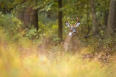 A young White-tailed Deer buck is seen through tall grasses in the woods during autumn. The wooded area is in the suburbs of New Jersey and the photo illustrates the coexistence of the deer and humans.