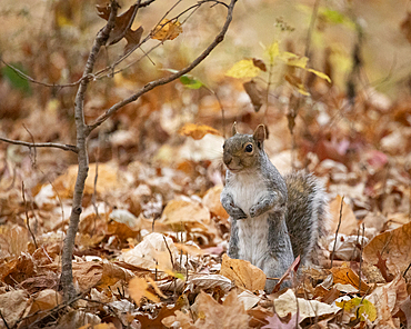 An Eastern Grey Squirrel stands on his hind legs in a pile of dead leaves during autumn. Photograph taken in Rahway River Park in New Jersey.