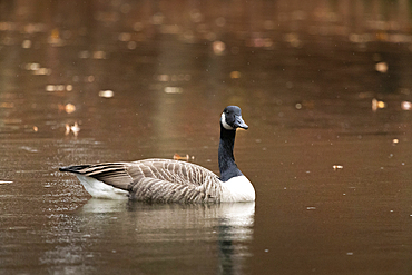 A Canada Goose swims on an autumn pond in Rahway, New Jersey. Soft rain is falling around him.