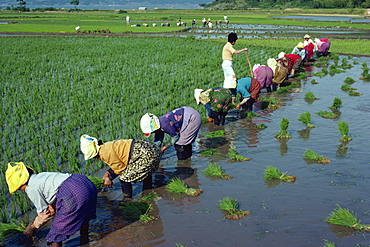 Line of women planting rice in flooded paddy fields on Wando Island, Korea, Asia