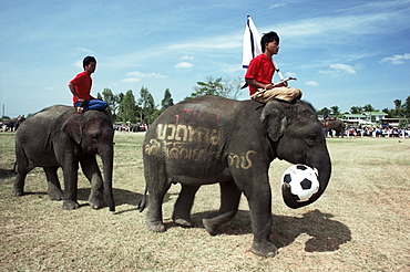 Elephants playing football, Elephant Round-up festival, Surin City, Thailand, Southeast Asia