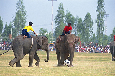 Elephants and riders playing football during the November Elephant Round-up Festival at Surin City, Thailand, Southeast Asia, Asia