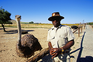 Ostrich Ranch, Tourist Farm, Africa