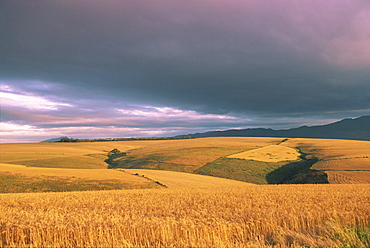 Overberg landscape, Western Cape, South Africa, Africa