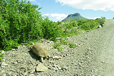 Tortoise near the Karoo town of Graaff-Reinet, South Africa, Africa