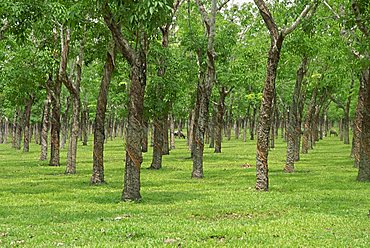 Trees in a rubber plantation at Vung Tau, Vietnam, Indochina, Southeast Asia, Asia