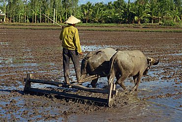 Farmer with oxen drawing plough in flooded fields near Myrtho in the Delta of the Mekong River, Vietnam, Indochina, Southeast Asia, Asia