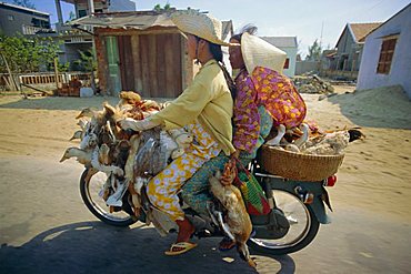 Motorcyclist and passenger carrying ducks, Vietnam