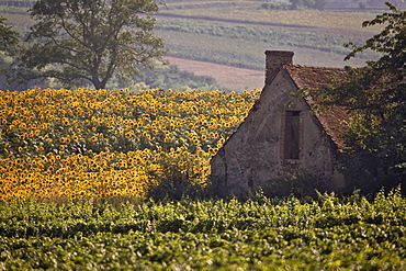 Old farm building among sunflowers and vineyard, St.-Pourcain-sur-Sioule, Allier, France, Europe