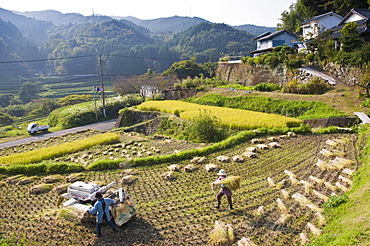 Threshing freshly harvested rice in a small terraced paddy field near Oita, Kyushu, Japan, Asia