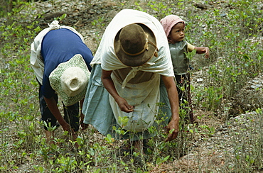 Harvesting coca leaves, Bolivia, South America