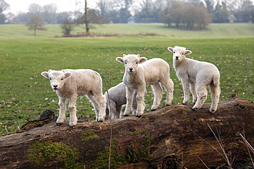 Lambs playing on a log in Stourhead parkland, South Somerset, Somerset, England, United Kingdom, Europe