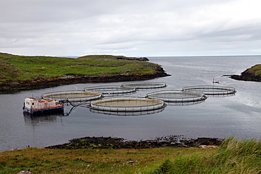 Salmon farm, Out Skerries, Shetland, Scotland, United Kingdom, Europe