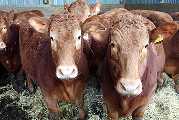 Pedigree South Devon cattle, Devon, England, United Kingdom, Europe