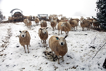 Sheep in snow waiting to be fed on Dartmoor, Devon, England, United Kingdom, Europe