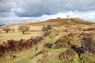 Moorland near Hound Tor, Dartmoor National Park, Devon, England, United Kingdom, Europe 