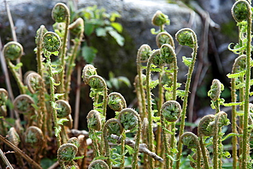 Young bracken shoots, Dartmoor National Park, Devon, England, United Kingdom, Europe