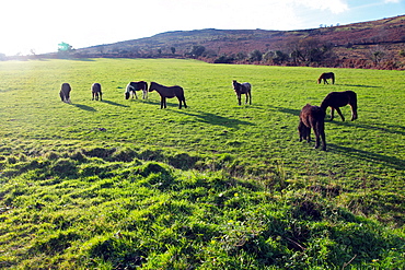 Dartmoor ponies at Corndonford Farm, Dartmoor National Park, Devon, England, United Kingdom, Europe