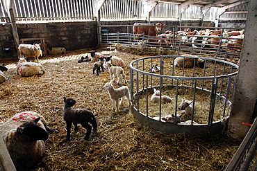 Lambs in lambing shed on a farm, Dartmoor National Park, Devon, England, United Kingdom, Europe