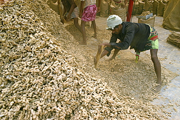 Stem ginger depot, Cochin, Kerala state, India, Asia