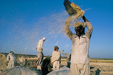 Wheat harvest, Gujarat, India, Asia