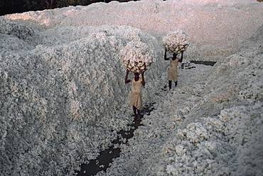 Cotton harvest, Gujarat state, India, Asia