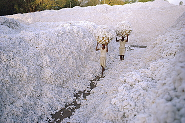 The cotton harvest, Gujarat State, India