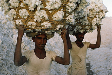 Cotton harvest, Gujarat state, India, Asia