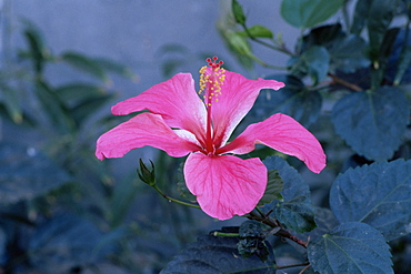 Hibiscus flower from His Highness's hibiscus garden, Udai Vilas Palace, Dungarpur, Rajasthan state, India, Asia