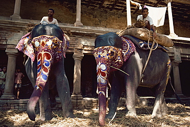 The Maharajah's elephants, Varanasi, Uttar Pradesh state, India, Asia