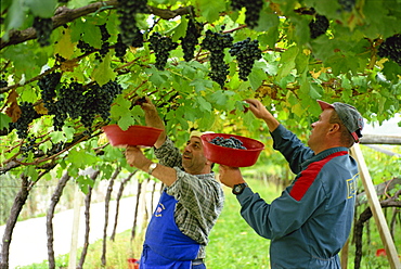 Picking kabinett grapes at Traminer below Bolzano, Bolzano, Alto Adige, Italy, Europe