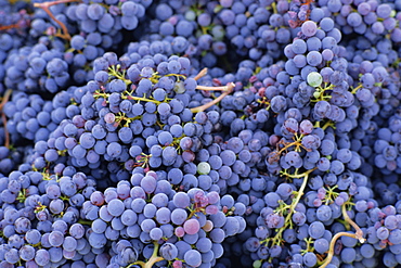 Close-up of Sangiovese grapes for Chianti, Greve, Chianti Classico, Tuscany, Italy, Europe