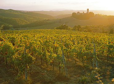 Vineyards and ancient monastery, Badia a Passignano, Greve, Chianti Classico, Tuscany, Italy, Europe