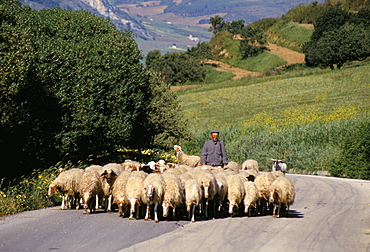 Shepherd on a country road, Castelvetrano, island of Sicily, Italy, Mediterranean, Europe