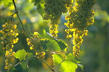 Garganega grapes, Soave, Veneto, Italy, Europe