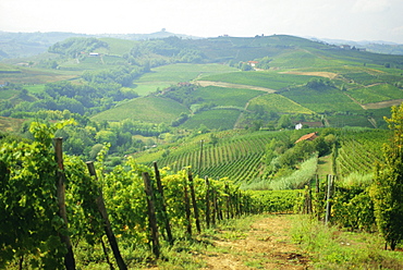 Typical landscape of vines in the Colli Piacentini, Piacenza, Emilia Romagna, Italy, Europe